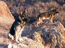 Male and female AKC Alpha German Shepherds without Alpha German Shepherd Puppies