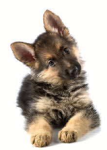 purebred Alpha German Shepherd Puppy with Championship potential